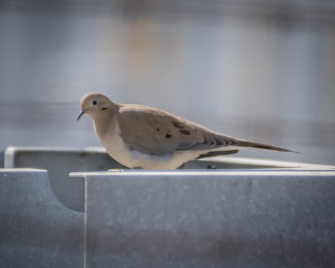 Mourning Dove - James Kendall