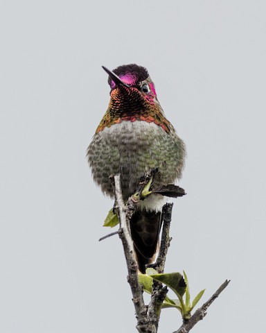 Anna's Hummingbird - James Kendall