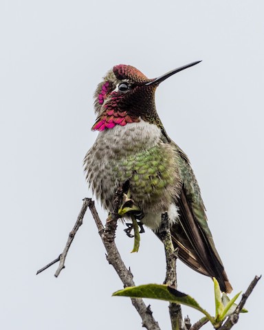 Anna's Hummingbird - James Kendall