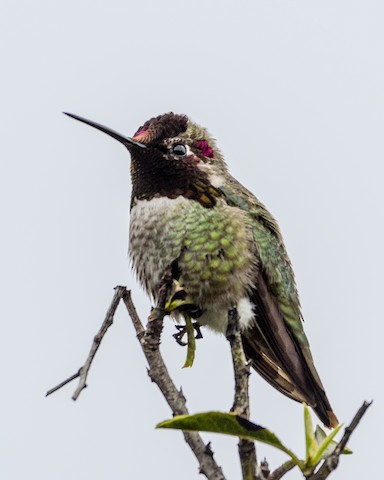 Anna's Hummingbird - James Kendall