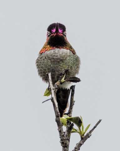 Anna's Hummingbird - James Kendall