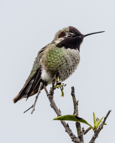 Anna's Hummingbird - James Kendall