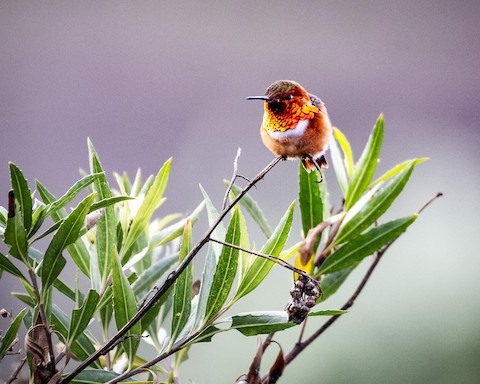 Allen's Hummingbird - James Kendall