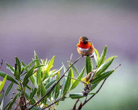 Allen's Hummingbird - James Kendall