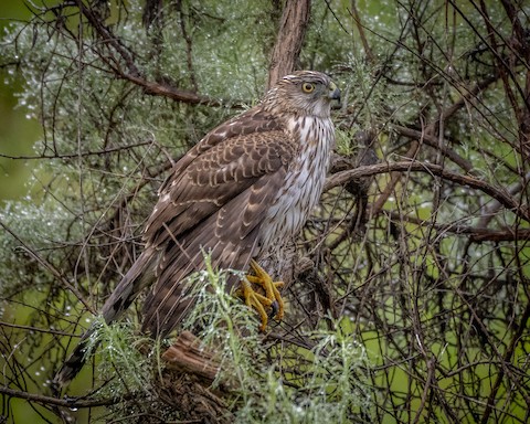 Cooper's Hawk - James Kendall