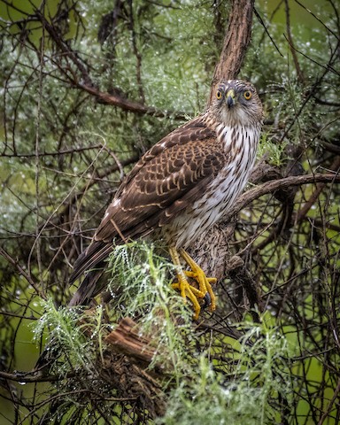 Cooper's Hawk - James Kendall