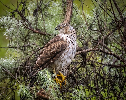 Cooper's Hawk - James Kendall