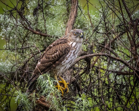 Cooper's Hawk - James Kendall