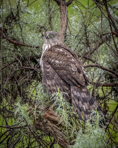 Cooper's Hawk - James Kendall