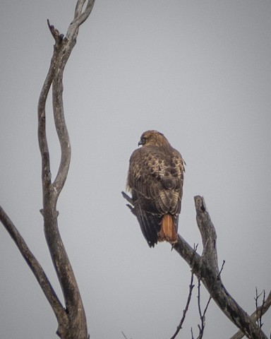 Red-tailed Hawk - James Kendall