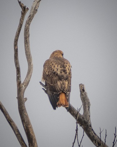 Red-tailed Hawk - James Kendall