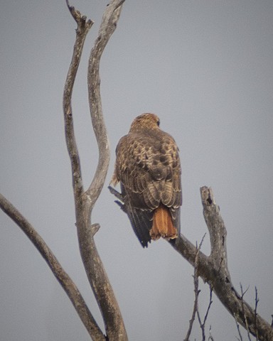 Red-tailed Hawk - James Kendall