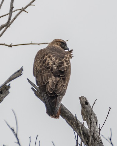 Red-tailed Hawk - James Kendall