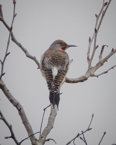 Northern Flicker - James Kendall