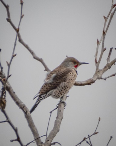 Northern Flicker - James Kendall