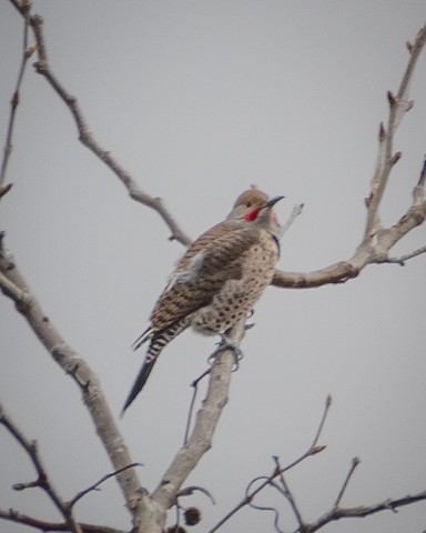 Northern Flicker - James Kendall