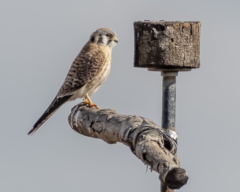 American Kestrel - James Kendall