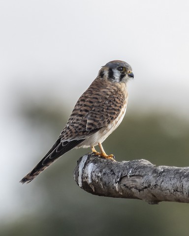 American Kestrel - James Kendall