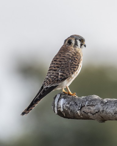 American Kestrel - James Kendall