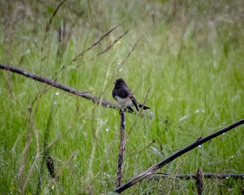 Black Phoebe - James Kendall