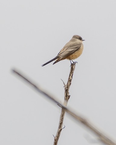 Say's Phoebe - James Kendall