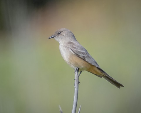 Say's Phoebe - James Kendall