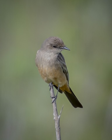 Say's Phoebe - James Kendall