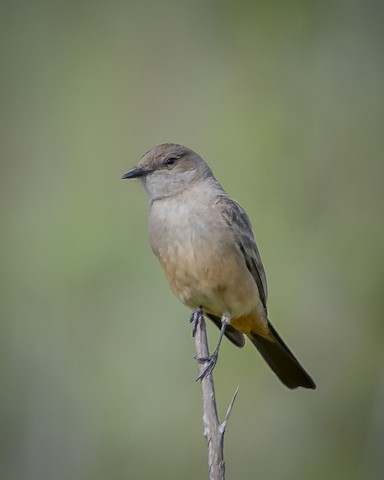 Say's Phoebe - James Kendall