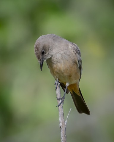 Say's Phoebe - James Kendall