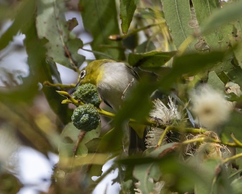 Swinhoe's White-eye - James Kendall