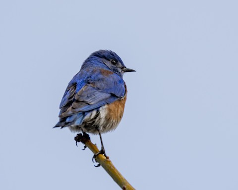 Western Bluebird - James Kendall