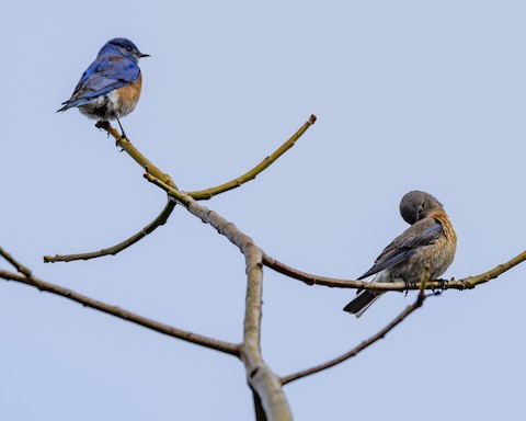 Western Bluebird - James Kendall