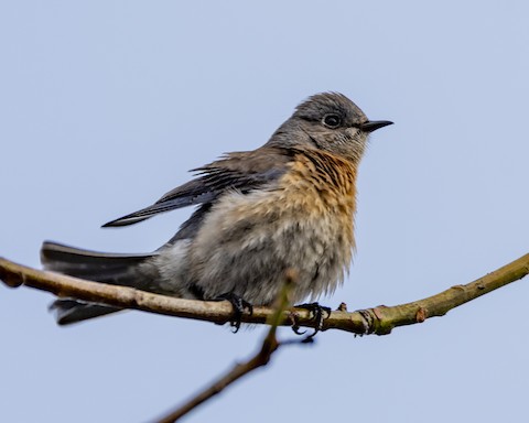 Western Bluebird - James Kendall