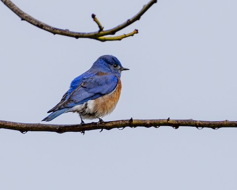 Western Bluebird - James Kendall