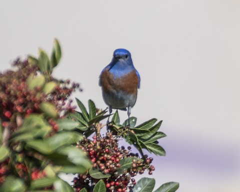 Western Bluebird - James Kendall