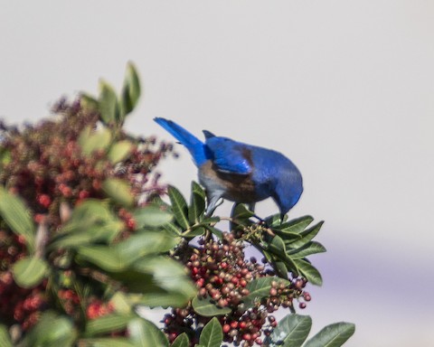 Western Bluebird - James Kendall