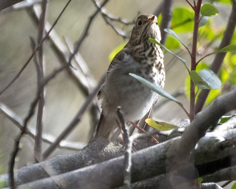 Hermit Thrush - James Kendall