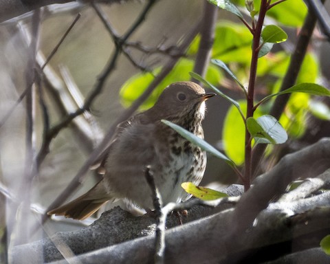 Hermit Thrush - James Kendall