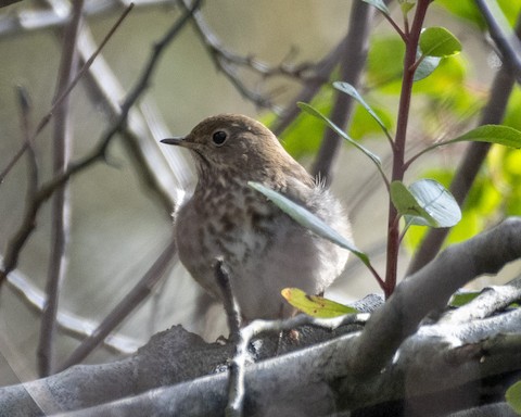 Hermit Thrush - James Kendall