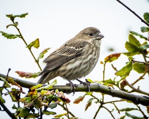 House Finch - James Kendall