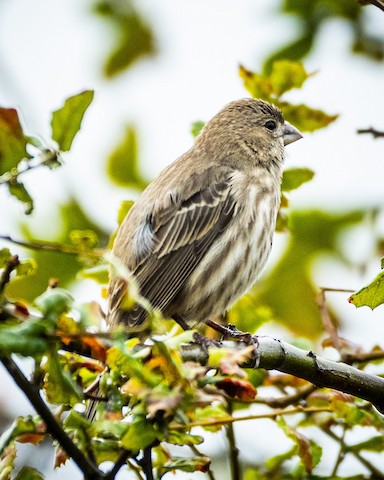 House Finch - James Kendall