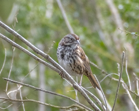 Song Sparrow - James Kendall