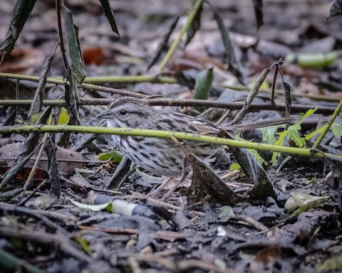 Song Sparrow - James Kendall