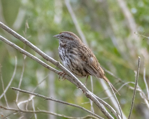 Song Sparrow - James Kendall