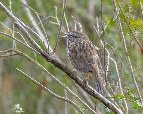 Song Sparrow - James Kendall