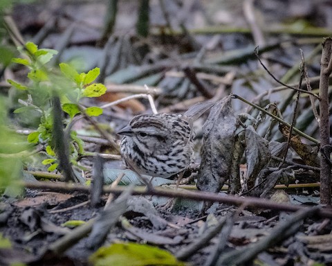 Song Sparrow - James Kendall