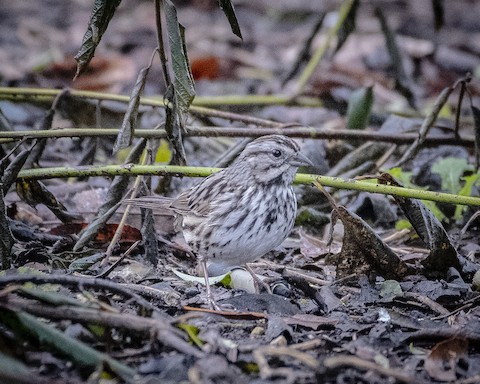 Song Sparrow - James Kendall