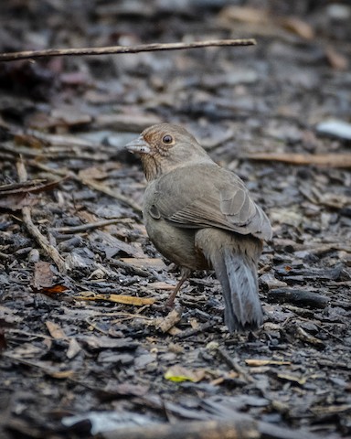 California Towhee - James Kendall