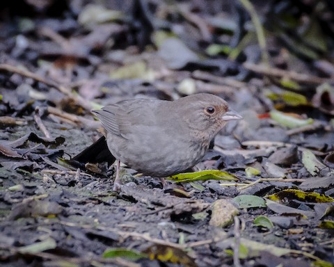 California Towhee - James Kendall