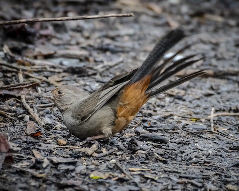 California Towhee - James Kendall